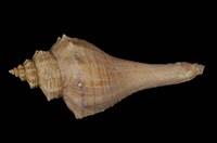 藏品(角香螺)的圖片